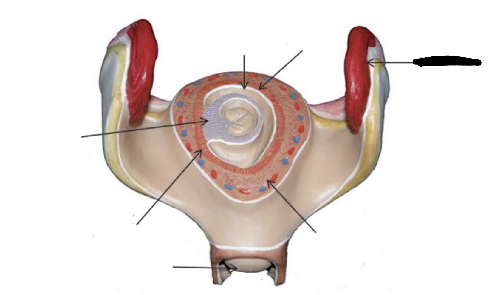 term image
