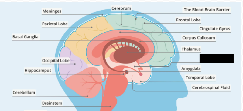 <p>Identify the indicated structure.</p>