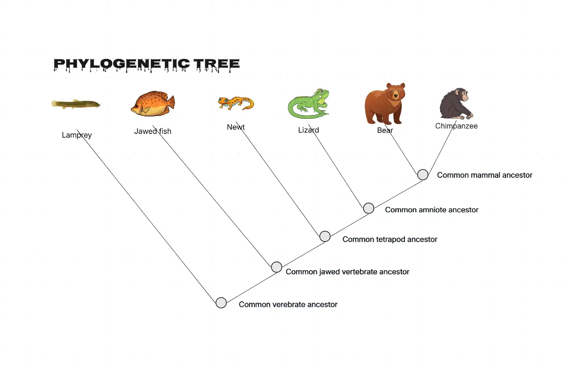 <p>Read the Cladogram and answer:</p><p>How are Chimps and Bears related?</p><p>Which animals have common tetrapod ancestors?</p><p>What is the youngest animal present?</p>