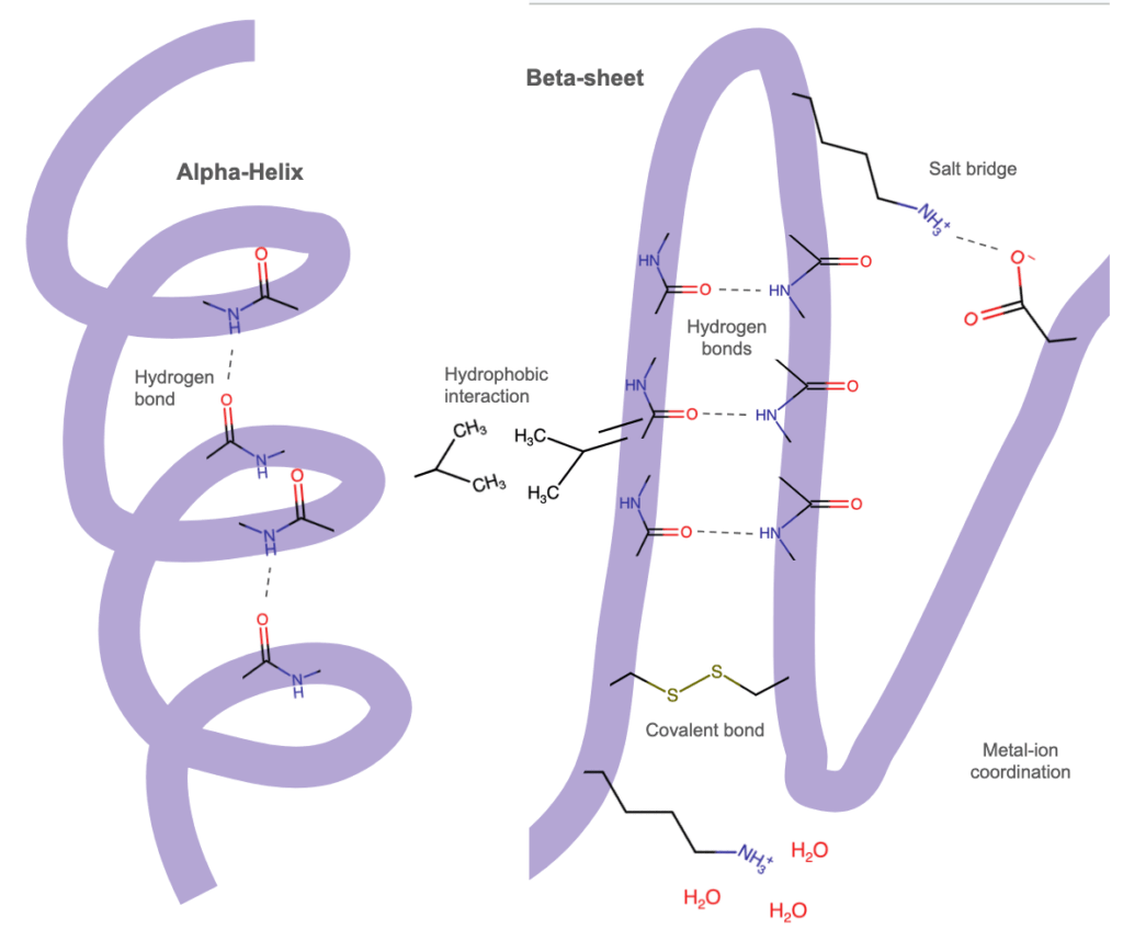 <p>this level is stabilized by multiple bonds</p><p>hydrogen bond (between r-groups)</p><p>ionic bonds (between charged r-group)</p><p>hydrophobic interactions (nonpolar r-groups cluster inwards)</p><p>disulfide bridges (strong covalent bonds between cysteines)</p>