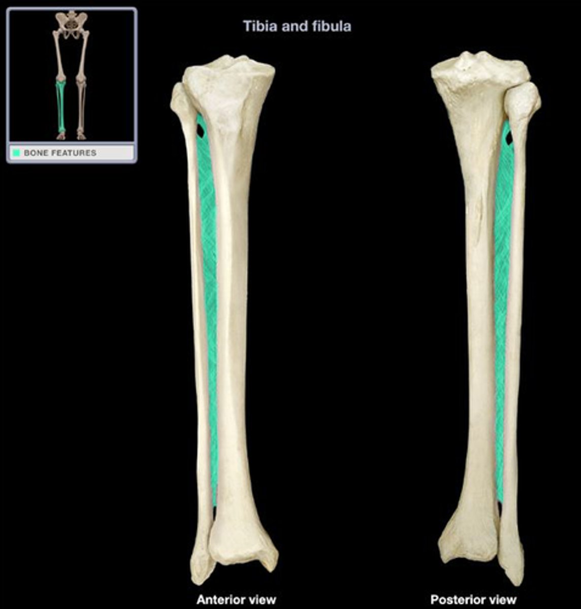 <p>tibia</p>