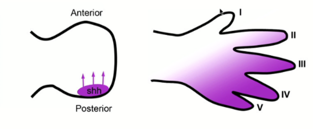 <p>secrets sonic hedgehog which acts as a gradient. This has an influence on the development of the digits in the hand.</p><p>ZPA is posterior (pinky side)</p>