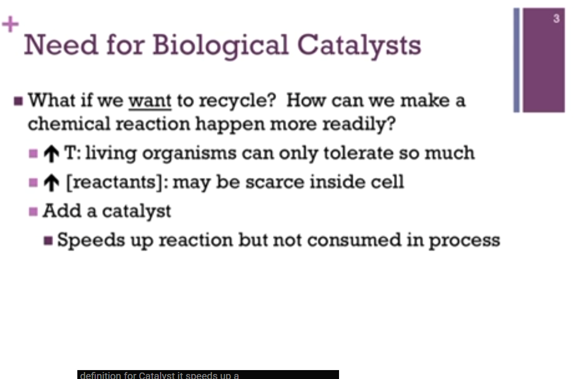 <p>Normal function of a cell is to recycle its components, including proteins and THUS PEPTIDE bonds. How can  we make a chemical reaction happen more readily? Increase rate of a reaction by INCREASING the temperature (but as living organisms, we can only tolerate a small fluctuation in temperature). INCREASING [reactants] (we know from Le Chatelier’s, if we INCREASE the concentration of the reactants, [shift in equilibrium towards products], we can INCREASE the concentration of the products) (BUT also not feasible in a living cell since it [a living cell] doesn’t always control the availability of reactants or biological molecules [makes sense]). Add a catalysts (ONLY feasible option!!).</p>