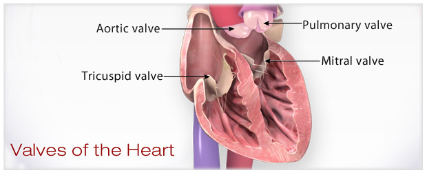 <ul><li><p>tricuspid</p></li><li><p>mitral</p></li><li><p>pulmonary</p></li><li><p>aortic</p></li></ul><p></p>