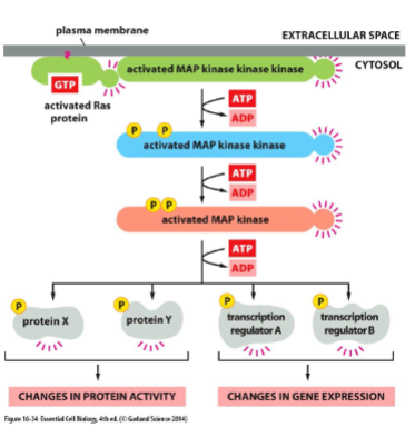 <p>The phosphorylation of one molecular switch causes it to phosphorylate another molecular switch allowing the transmission (sends far), amplification (stronger), distribution(branches out) and regulation of signals. essentially its a lot more convenient and affective </p>