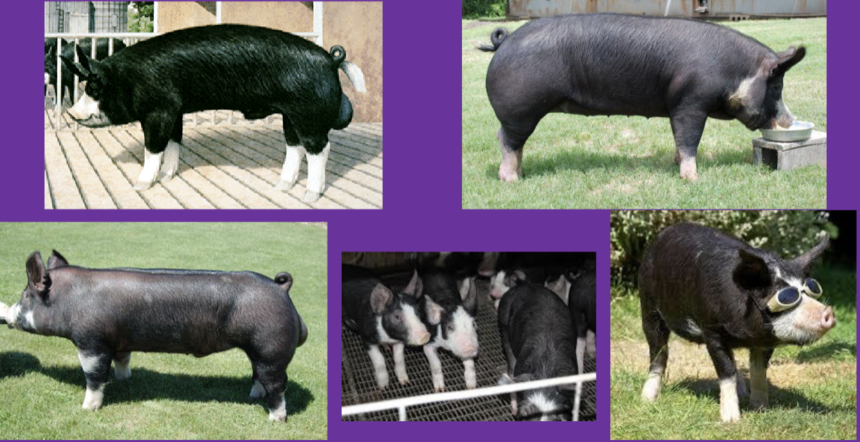 <ul><li><p>origin: shire of berks, england</p></li><li><p>black with erect ears</p></li><li><p>6 white points</p></li><li><p>growth efficiency</p></li><li><p>good mothers</p></li></ul><p></p>