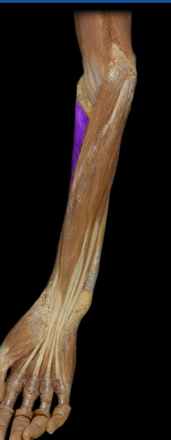 <p>supinator</p>