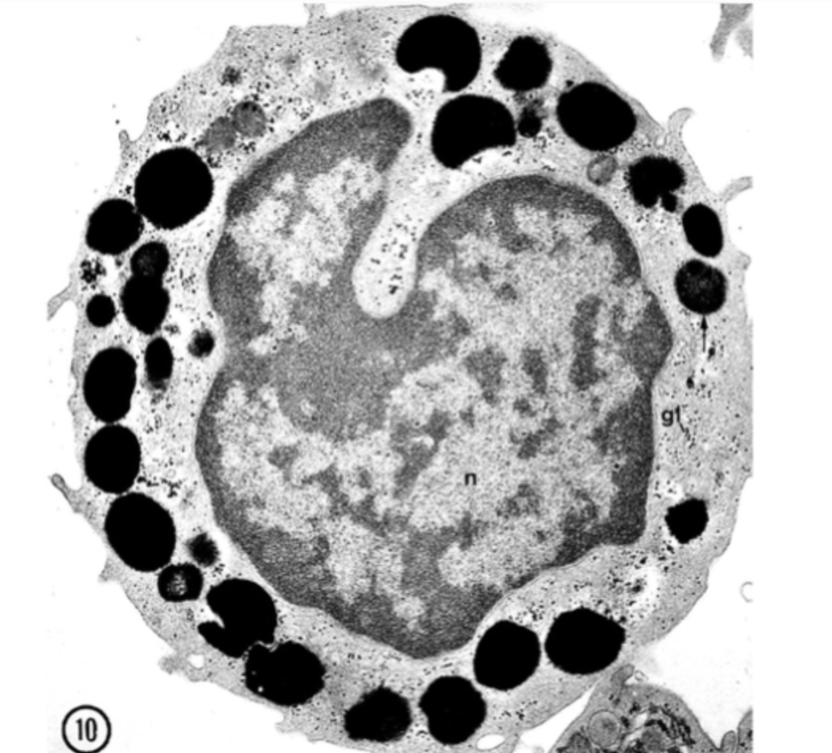 <p>Basophil</p>