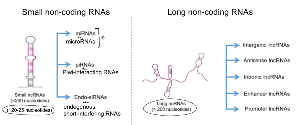 <p>most RNAs in eukaryotic cells are <u>non-coding RNAs (ncRNAs)</u>, specifically what <strong><u>long non-coding RNAs (lncRNAs)</u></strong> & <strong><u>micro RNAs (miRNAs)</u></strong></p><p>__</p><p>2 general categories of ncRNAs: </p><ul><li><p><u>housekeeping ncRNAs</u> — regulate translation</p></li><li><p><u>regulatory ncRNAs</u> — regulate <u>gene expression</u> & <u>mRNA stability</u></p></li></ul><p>__</p><p>there are many types of long non-coding & small non-coding RNAs, where <u>miRNAs</u> is a type of <strong>small non-coding RNAs</strong></p><ul><li><p>small RNA if <u>20-25</u> nucleotides</p></li><li><p>long RNAs if <u>>200</u> nucleotides </p></li></ul><p><strong>regulatory ncRNAs</strong> form different structures, ex: <u>hairpin structure</u> / they don’t exist as a straight line</p>