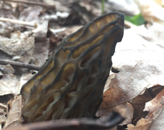 <p><span>Morchella angusticeps</span></p>