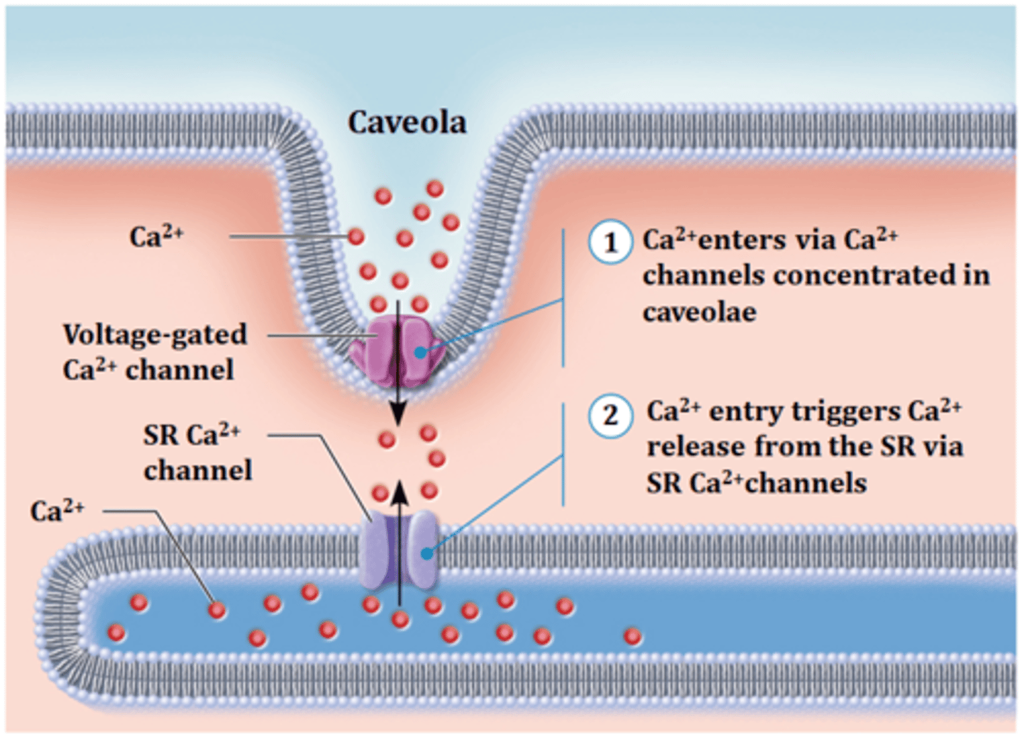 <p>caveola</p>