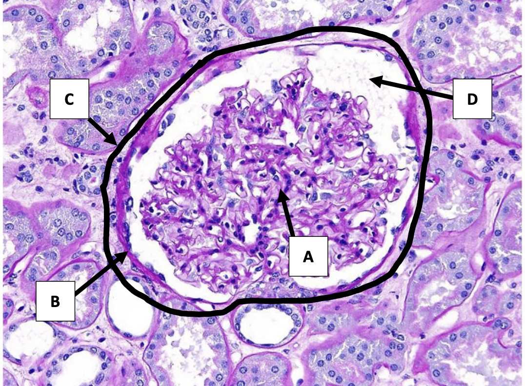 <p>what organ histology is this</p>