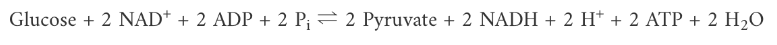 <p>Glucose + 2 NAD+ + 2 ADP + 2 Pi => 2 Pyruvate + 2 NADH + 2 H+ + 2 ATP + 2 H2O</p>