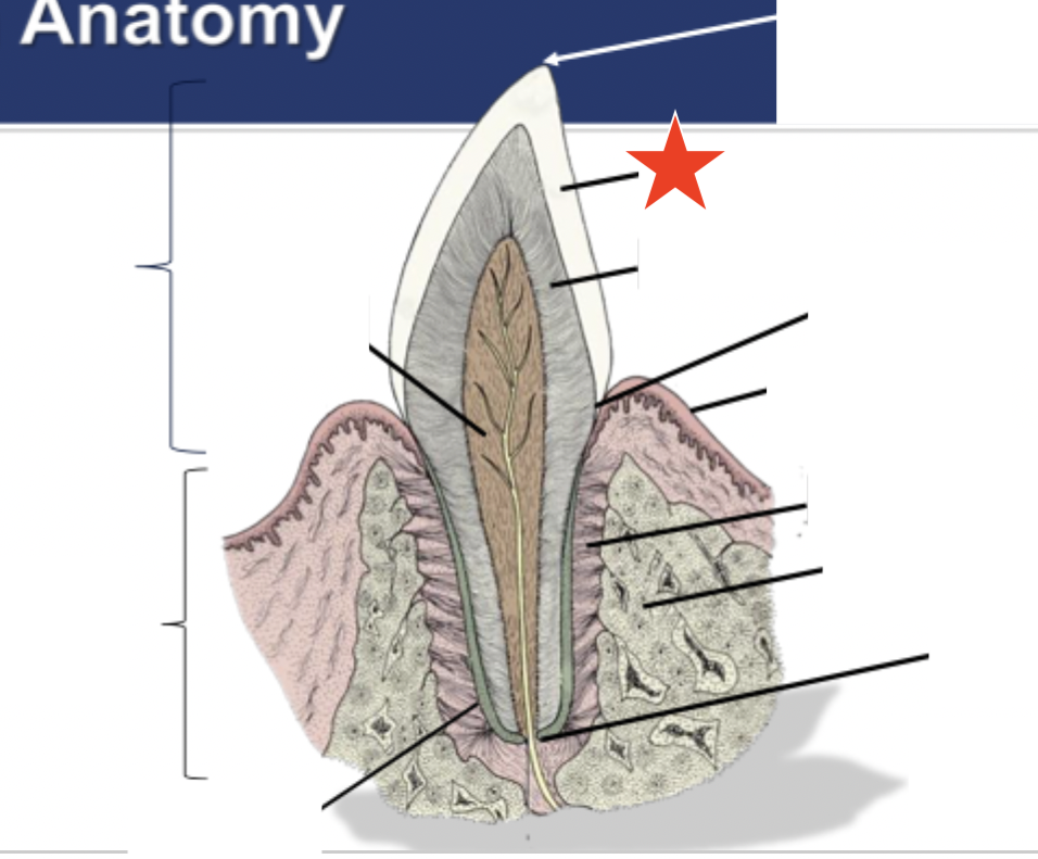 <p>What part of the tooth is indicated by the star?</p>