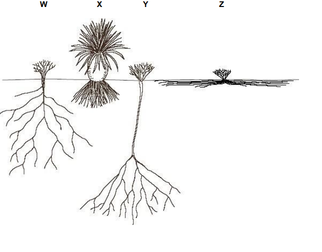 <p>Resurrection plants can lose up to 95% of their water content without dying. They can survive for many years in this desiccated state and will revive within hours of rainfall. Suggest which of the plants W to Z is most likely to be a resurrection plant. Give a reason for your choice. (2) </p>