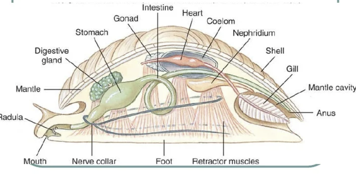 <p>radula, mantle, anus and genitalia opening in mantle cavity</p>