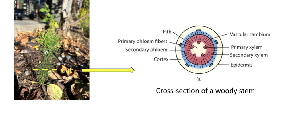 <p>A circle of meristem that produces secondary growth in width by dividing to form the secondary xyelm (wood) to its inside and secondary phloem (inner bark) to its outside</p>