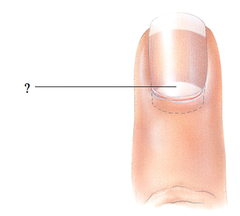 <p>Label the "?"</p>