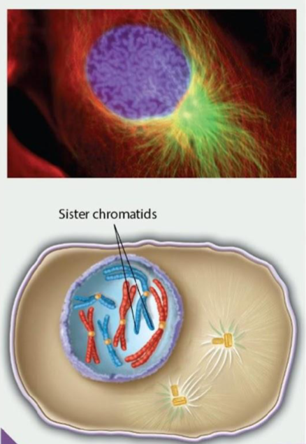 <p>The nuclear membrane dissociates into small vesicles and chromatids condense into highly compacted structures that are readily visible by light microscopy.</p>