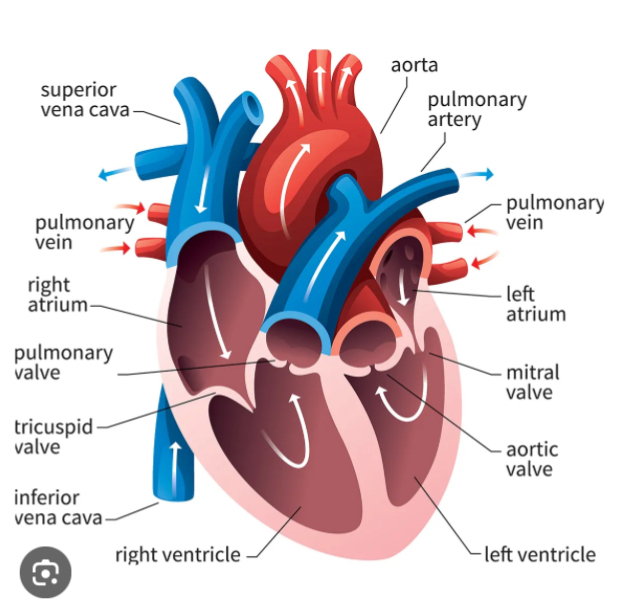 <p>The Heart contains four chambers: two of which are atria and two ventricles</p>