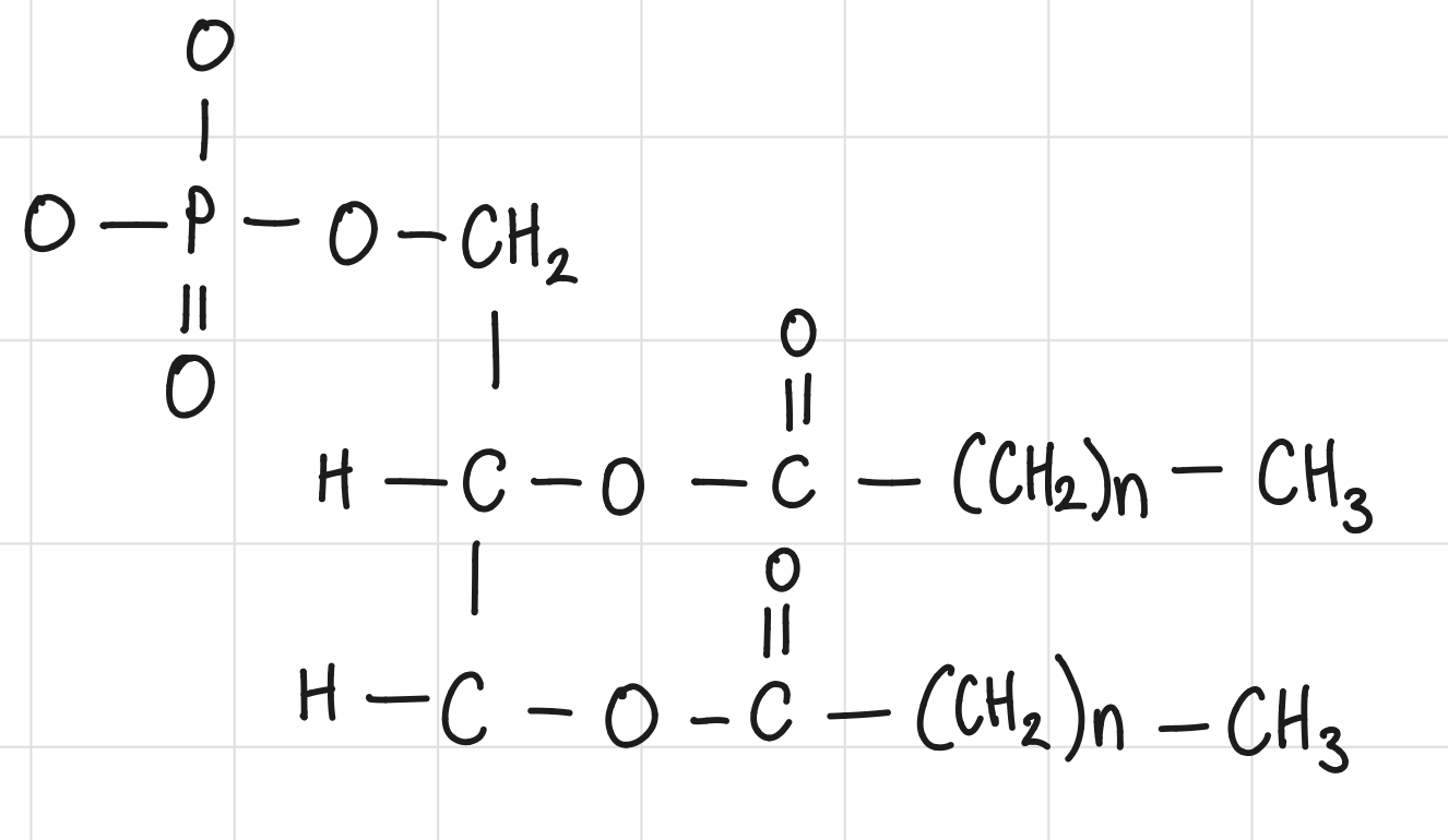 <ul><li><p>amphipathic molecules (both hydrophobic and hydrophilic in nature)</p></li><li><p>hydrophilic phosphate heads</p></li><li><p>hydrophobic fatty acid tails</p></li><li><p>naturally form continuous bilayers in water</p></li></ul><p></p>