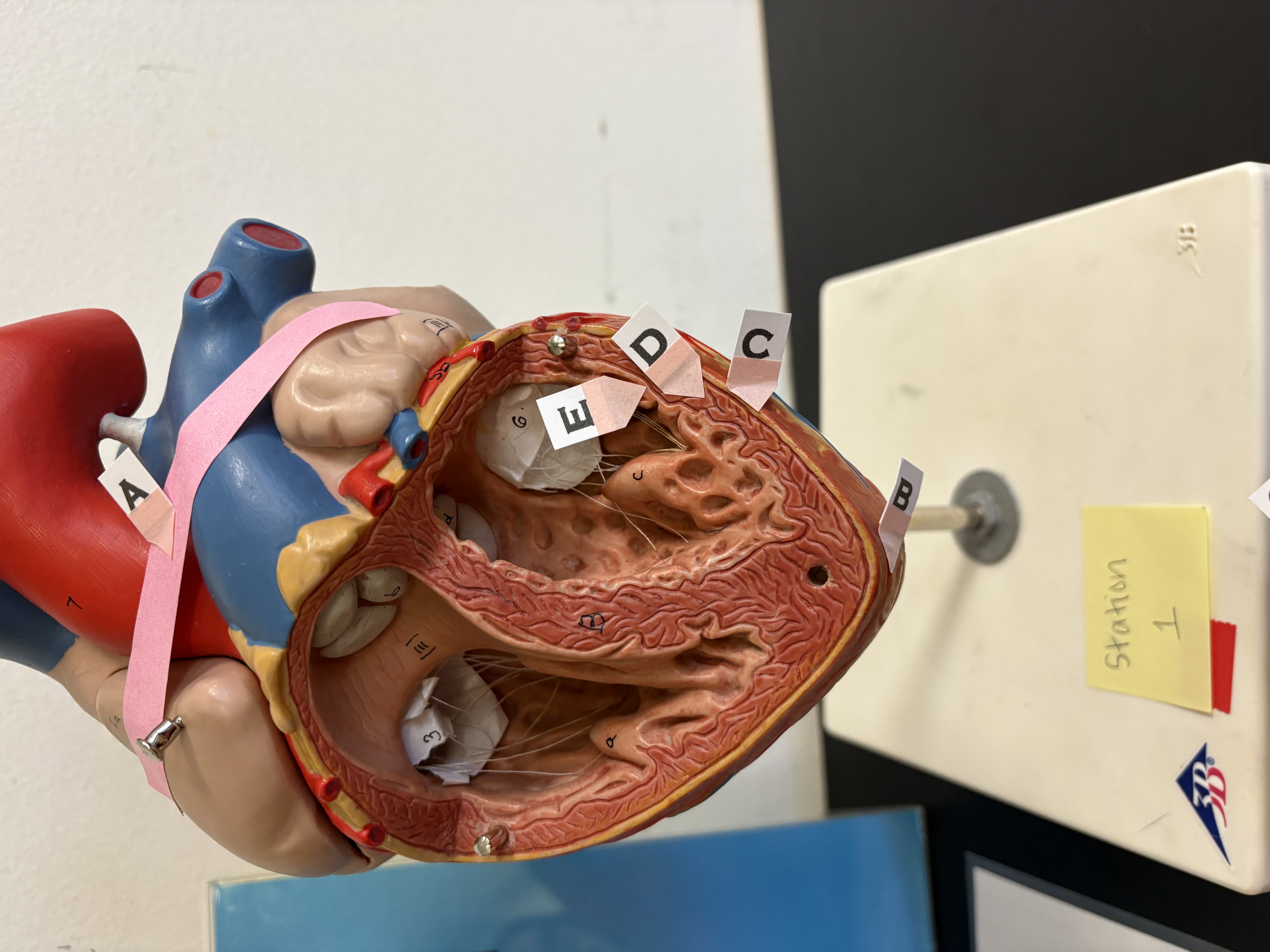 <p>C. Identify this layer of the heart wall</p>