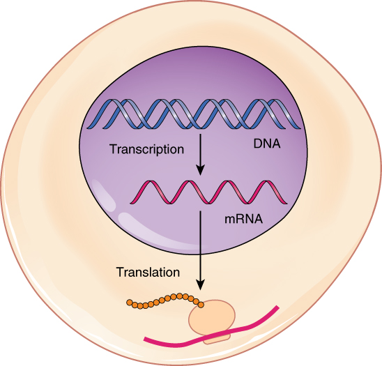 <ol><li><p>mRNA leaves nucleus </p></li><li><p>mRNA binds to cytosolic/free ribosome</p></li><li><p>Protein = translated &amp; folds (potentially w/ chaperones/chaperonins)</p></li></ol><p></p>