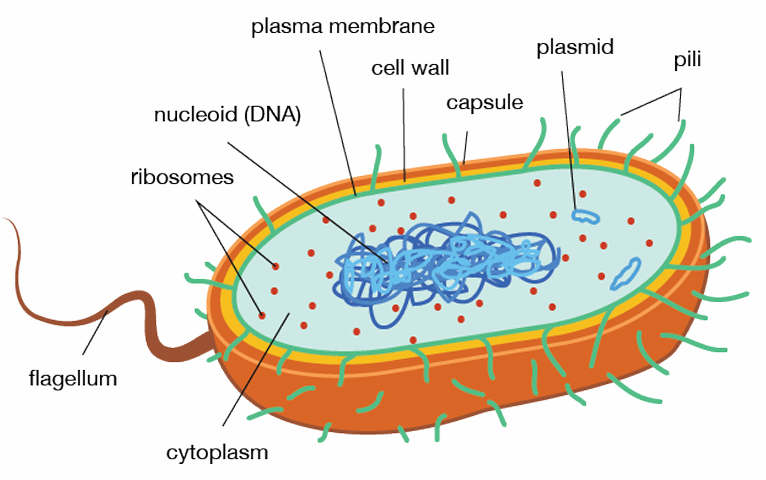 <p><strong>DNA is free</strong> in the cytoplasm and has <strong>no membrane-bound</strong> organelles, means ‘before nucleus’</p>