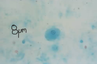 <p><span style="background-color: rgba(0, 0, 0, 0); line-height: 19.7625px;">What is the species in this photo and WHY?</span></p>