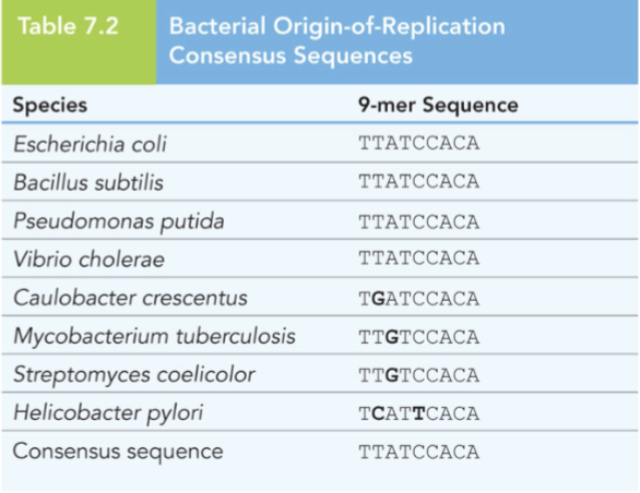 <p>The nucleotides found most often at each position of DNA in the conserved region</p>