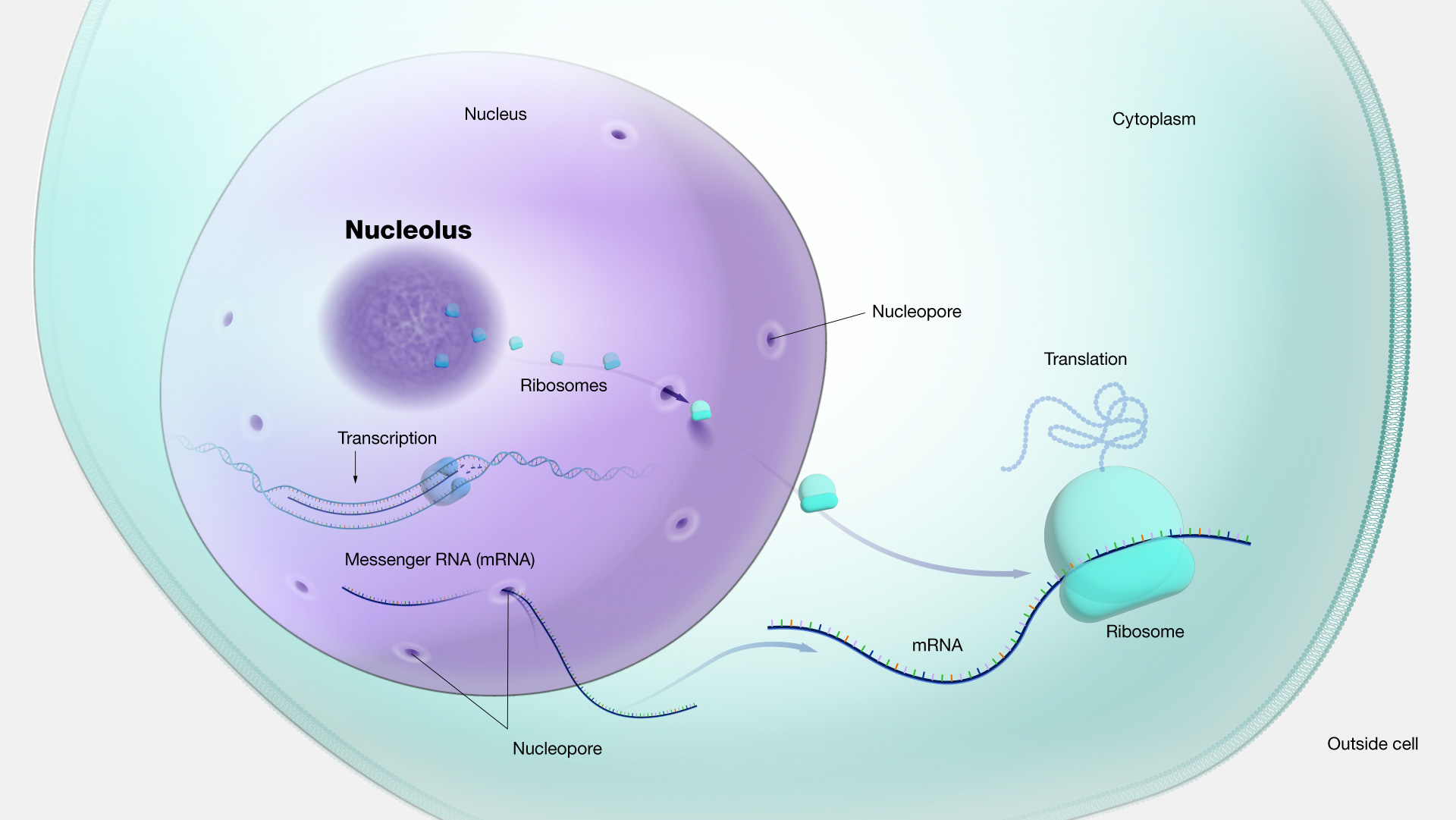 <p>small dense spherical subregion of nucleus with transcribing/ribosomal genes</p>