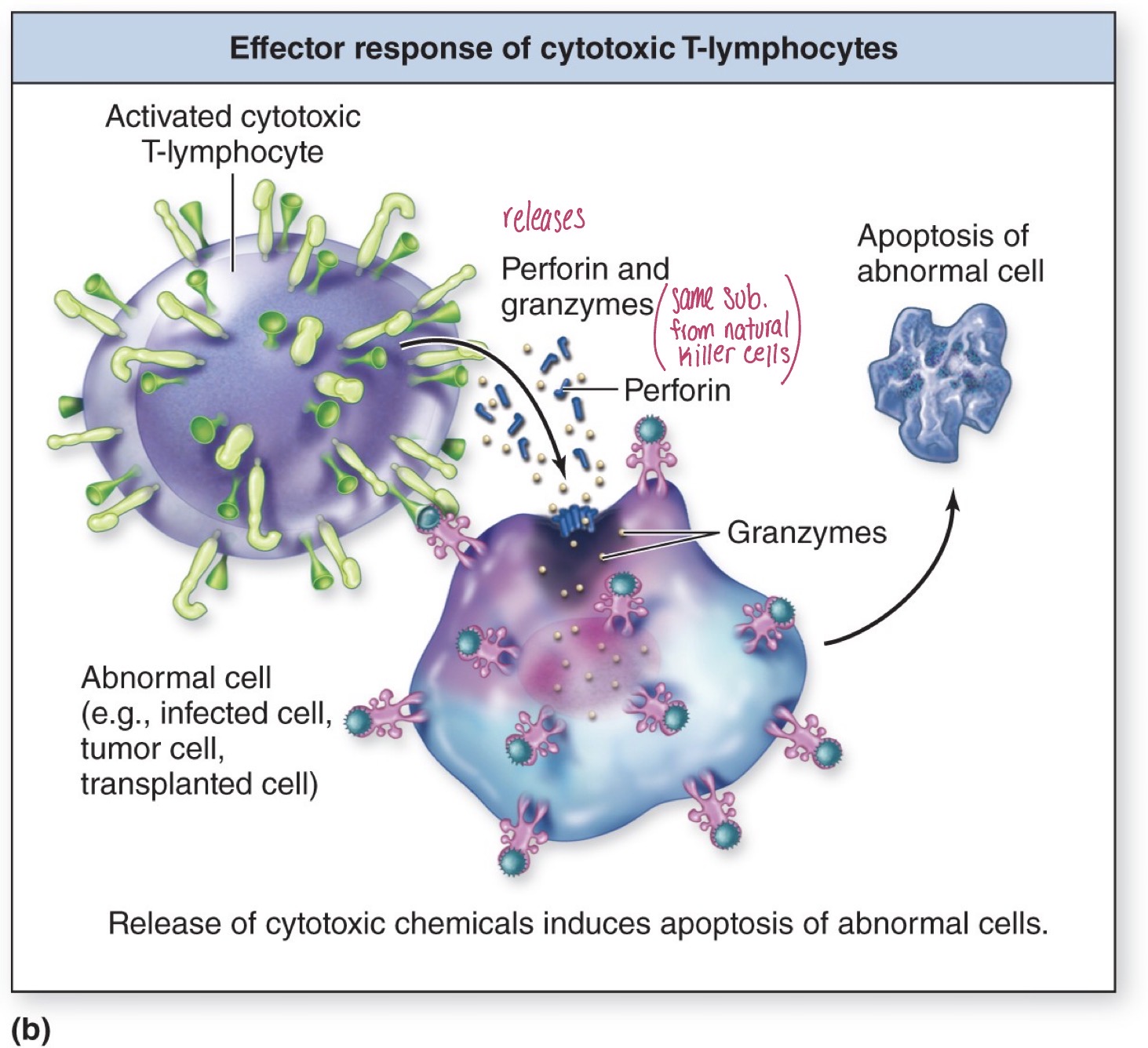 <p>Effector response for cytotoxic T-lymphocyte</p>
