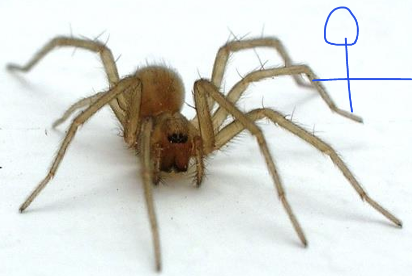 <p>Orde Araneae (spinnen) vb</p>