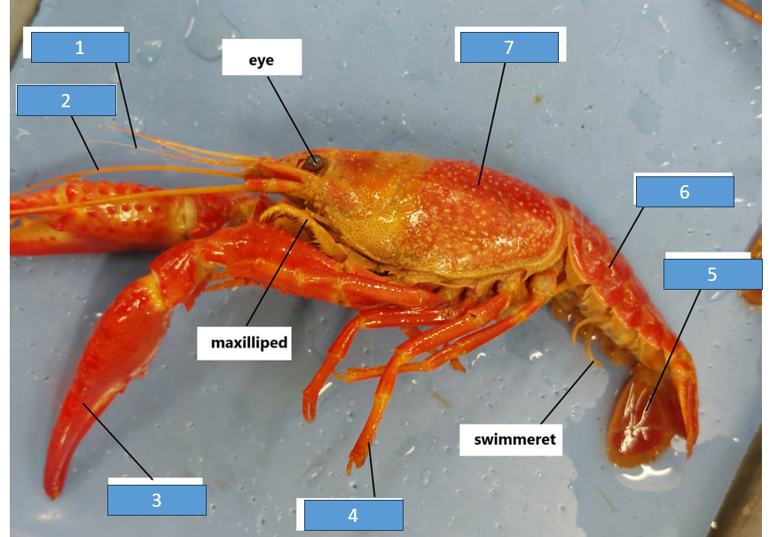 <p>7</p>