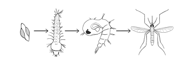 <p>What Genus is this, and how do you know?</p>