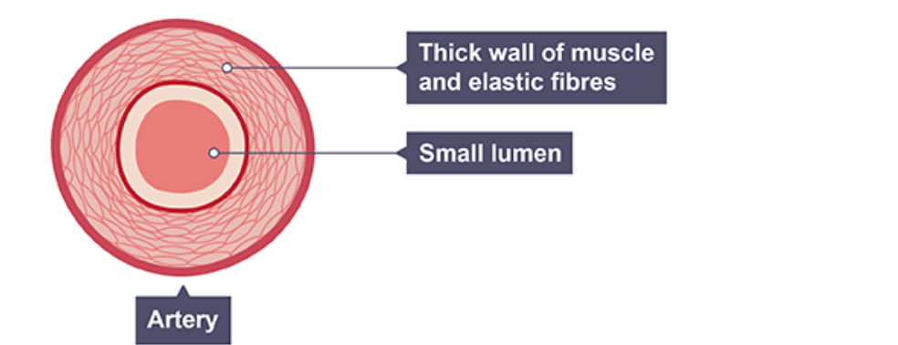 <ul><li><p>thick wall</p></li><li><p>thick layer of muscle and elastic fibres</p></li><li><p>small lumen</p></li></ul><p></p>