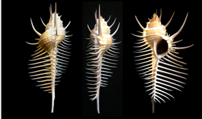 <p>Why phylum, class, and subclass are these?</p>