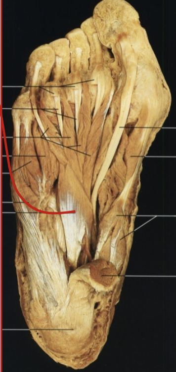 <p>What muscle, layer, action and innervation is this?</p>