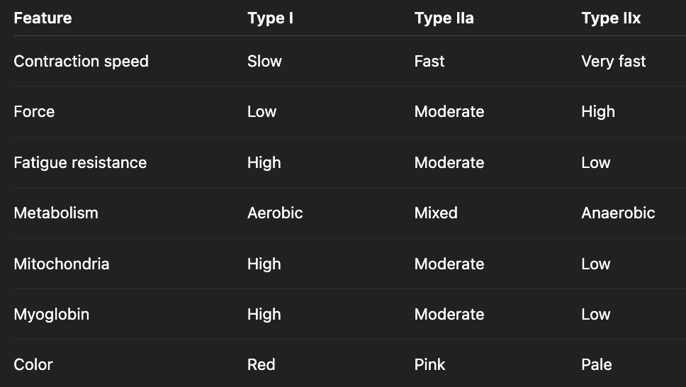 <ul><li><p>type I: slow-oxidative; postural</p></li><li><p>type IIa: faster-oxidative-glycolytic; endurance</p></li><li><p>type IIb: fastest-glycolytic; speed</p></li></ul><p></p>