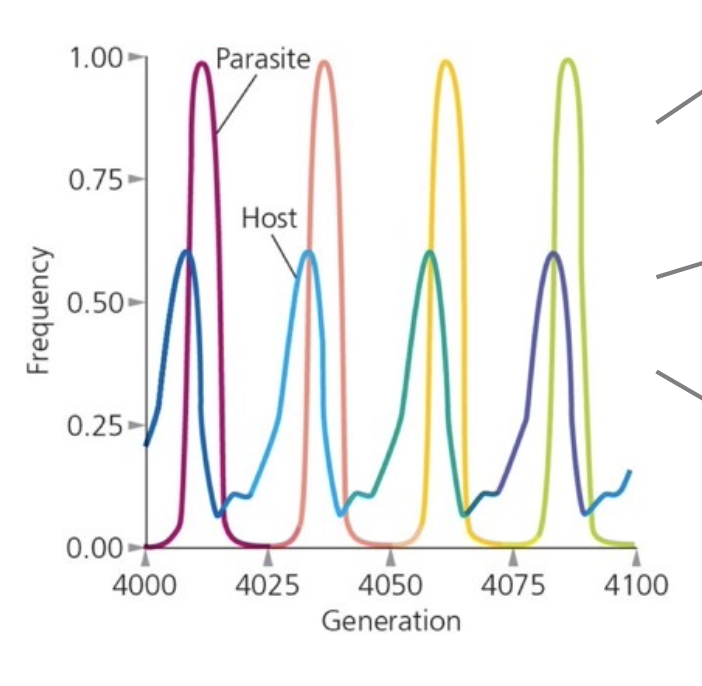 <p>theory which explains importance of being able to change with your environment hence why sexual reproduction is favoured</p><ul><li><p>host-parasite coevolutionary ‘arms race’ - both sides must constantly evolve just to maintain the status quo</p></li><li><p><span>evolution by the parasite represents a </span><span style="color: rgb(255, 0, 0);">changing environment </span><span>for the host - sexual reproduction allows the host to produce offspring resistant to parasite via. recombination</span></p></li></ul><p></p>