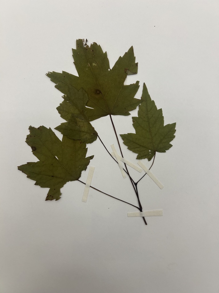 <p>Red maple</p>