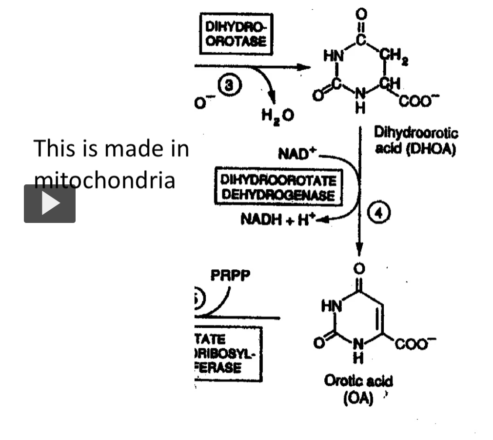 <p>location: mitochondria</p><p>end product: DHOA → OA (Orotic Acid)</p>