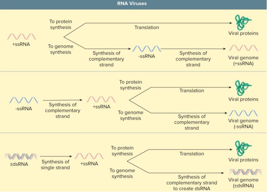 <ul><li><p>in the cytoplasm</p></li><li><p>requires viral RNA polymerase</p></li><li><p>replicase = RNA-dependent RNA polymerase</p></li><li><p>antigenic variation due to lack of proofreading</p></li><li><p>influence and antigenic drift</p></li><li><p>antigenic shift in segmented genome</p></li></ul><p></p>