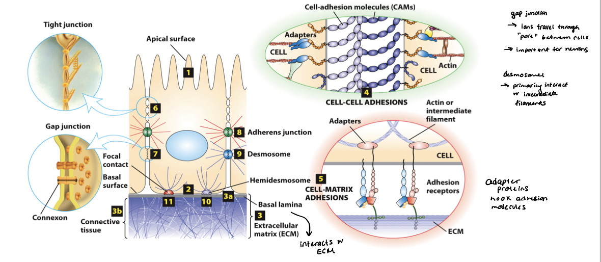 <p>a dynamic, complex meshwork of proteins and polysaccharides that contributes to the structure and function of a tissue </p><ul><li><p><strong><u>cell-matrix adhesion molecules</u></strong> → adhesion receptors bind to ECM components; link the external environment to the internal cytoskeleton </p></li></ul><p></p>