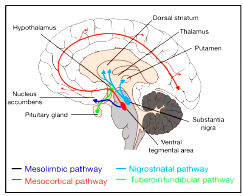 <ol><li><p>mesolimbic </p></li><li><p>mesocortical </p></li><li><p>nigrostriatal </p></li><li><p>tuberoinfundibular</p></li></ol><p></p>