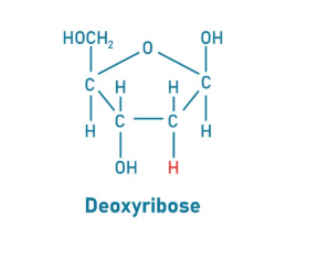 <p>What is deoxyribose?</p>