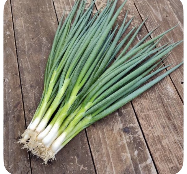 <p>Green onion</p>