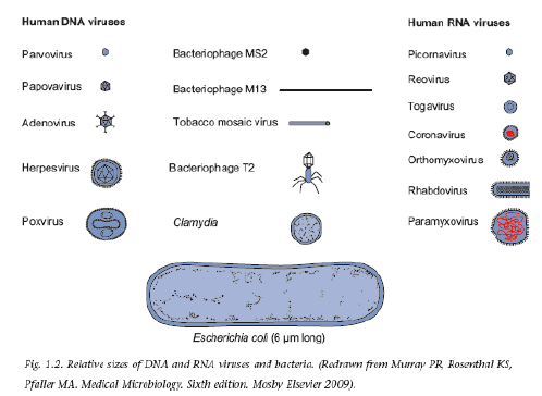 <ol start="18"><li><p>Beskriv virus uppbyggnad och egenskaper</p></li></ol><p></p>