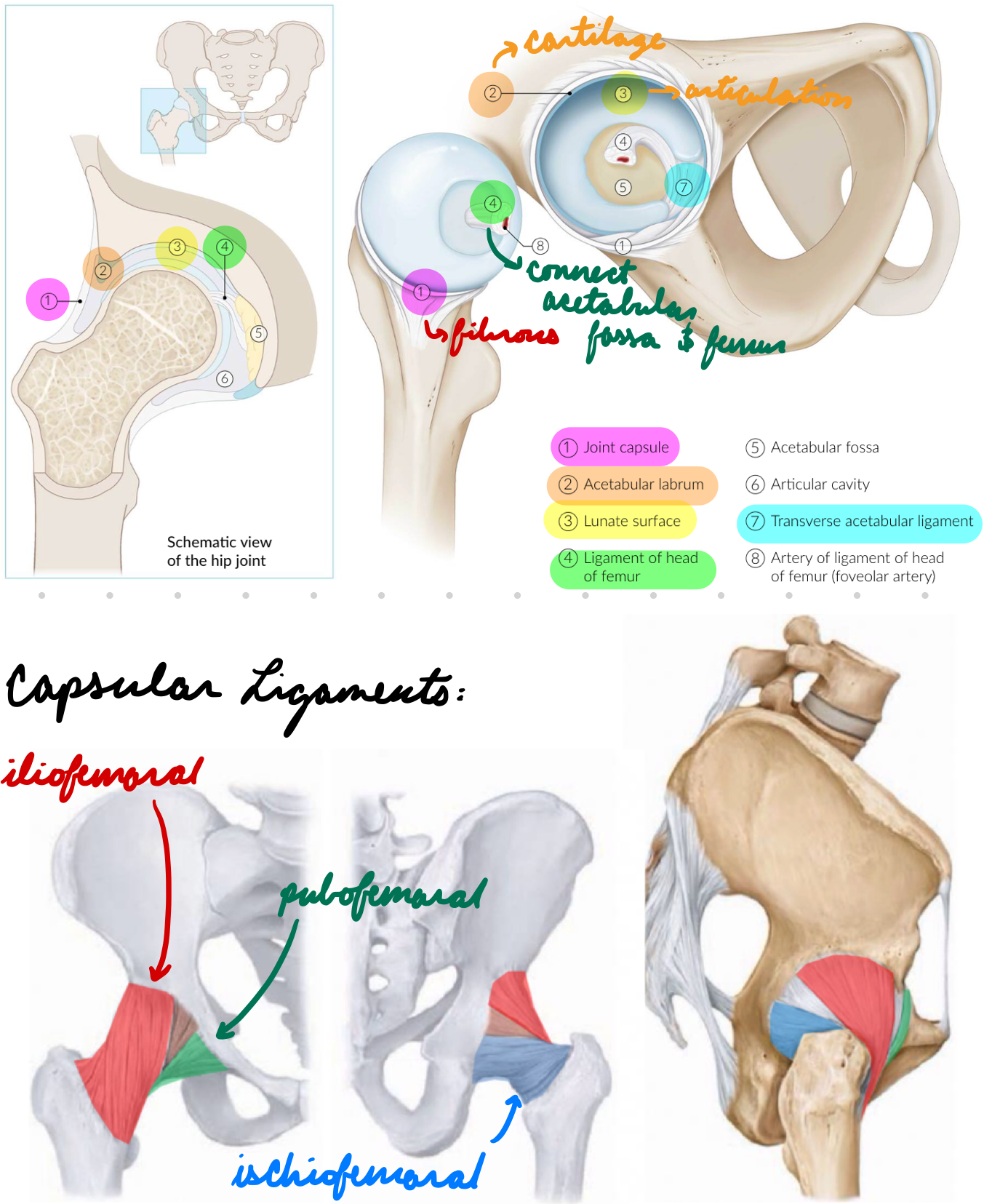 <p>Capsular: Stabilize joint</p><ul><li><p>Iliofemoral: Anterior </p><ul><li><p>Maintain posture</p></li></ul></li><li><p>Ischiofemoral: Posterior </p><ul><li><p>Limit medial rotation</p></li></ul></li><li><p>Pubofemoral: Inferior</p><ul><li><p>Limit abduction</p></li></ul></li></ul><p>Transverse Acetabular: Lower acetabulum</p><p>Round Ligament of Femur Head: Connect acetabular fossa + femur head</p>