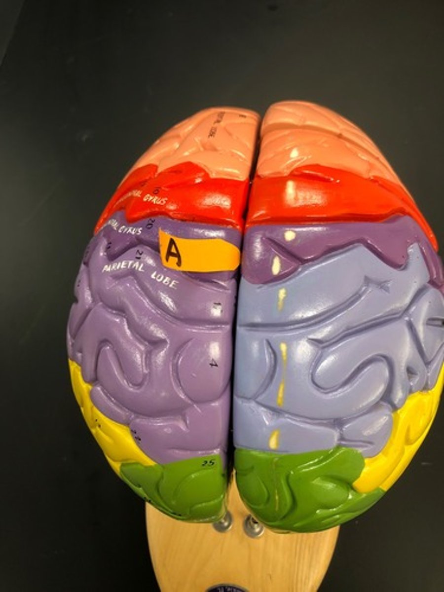 <p>Identify this deep groove (be specific).</p>